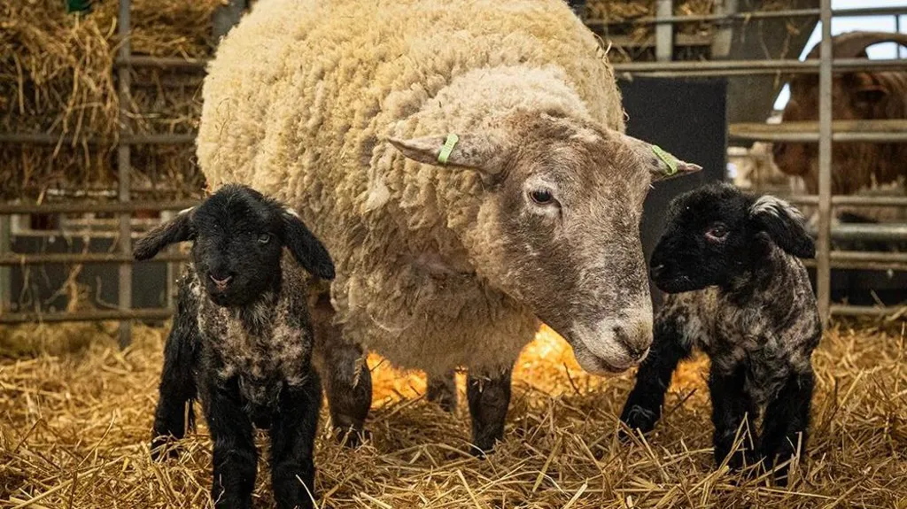 Britain's loneliest sheep becomes a mother to first set of lambs