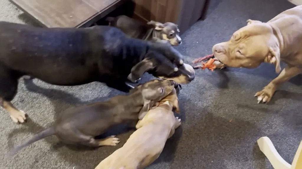 Fatal dog attack prompts claims of neglect