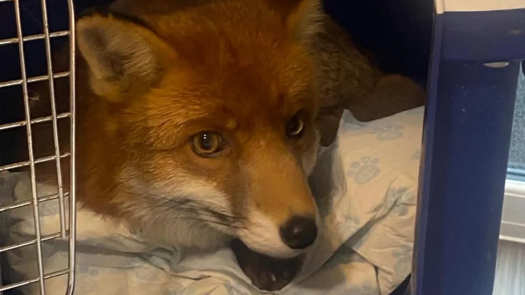 Dying man's wish fulfilled with surprise fox visit