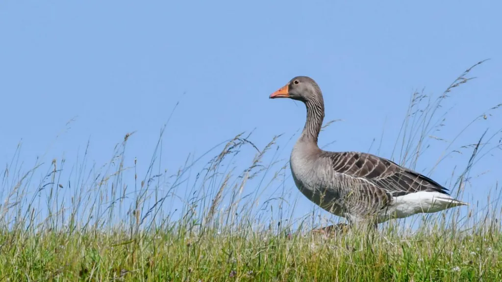 Isle crofters seek stricter controls on wild goose population