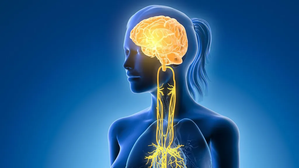 Vagus nerve's role in relaxation and stress relief explored