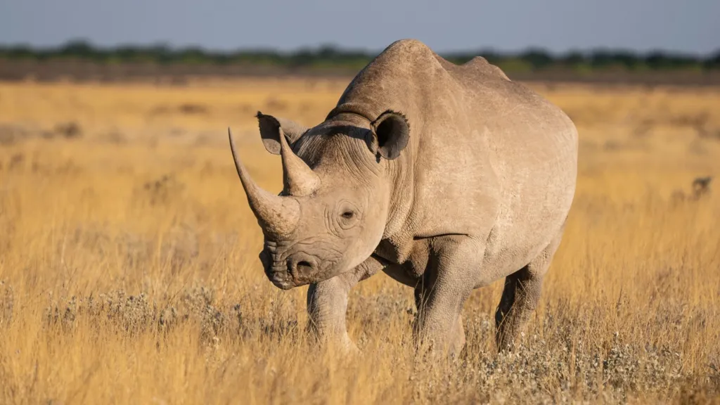 Radioactive rhino horns aid conservation efforts