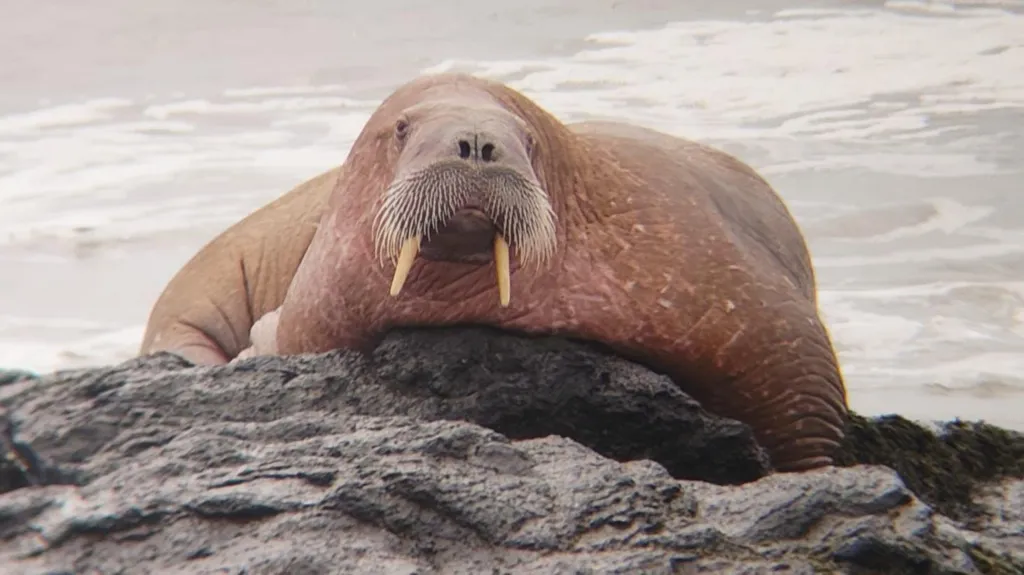 Walrus spotted off Fife coast in rare sighting