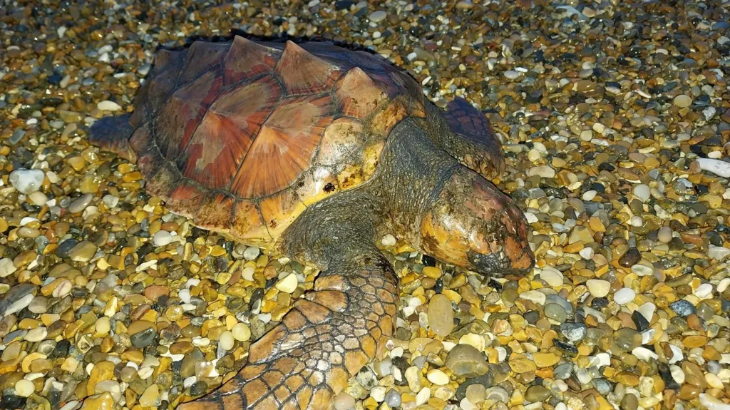 Rare loggerhead turtle found after storm