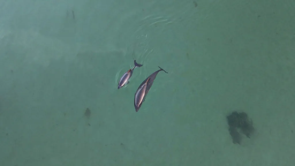 Porpoise behavior changes when boats are nearby