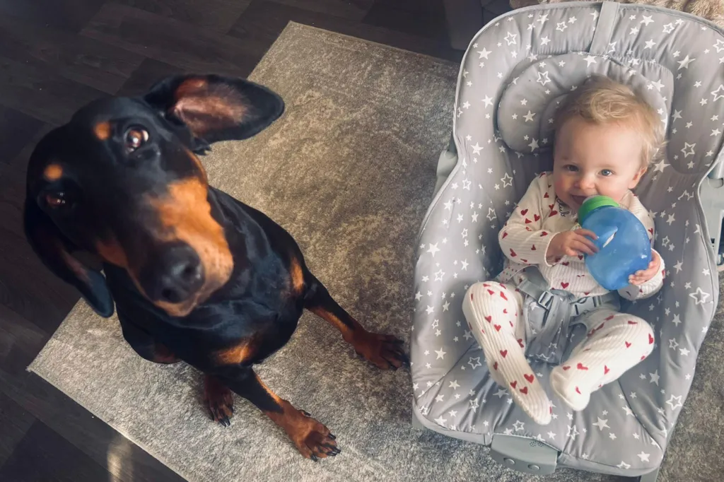 A dog and little boy