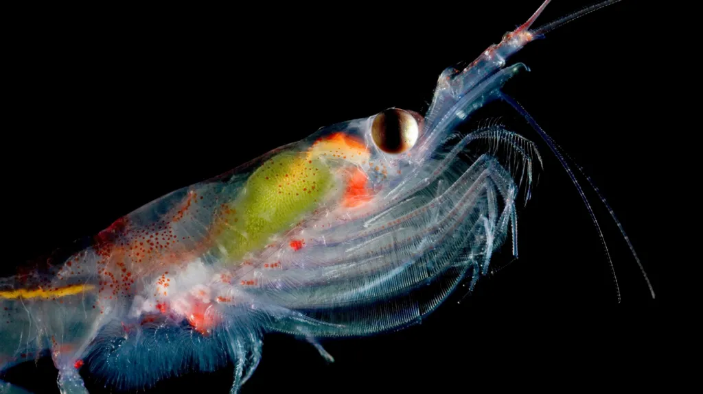 Scientists use space technology to study tiny marine creatures