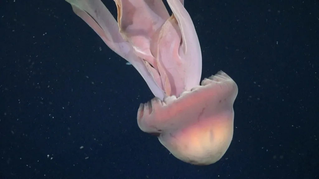 Giant jellyfish spotted off Argentina's coast