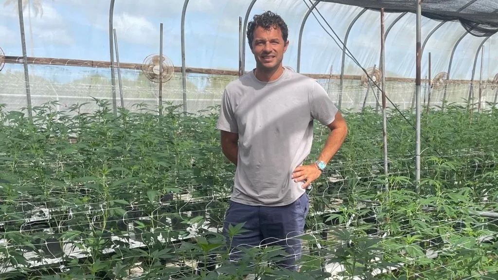 Caribbean cannabis producers explore domestic and export markets