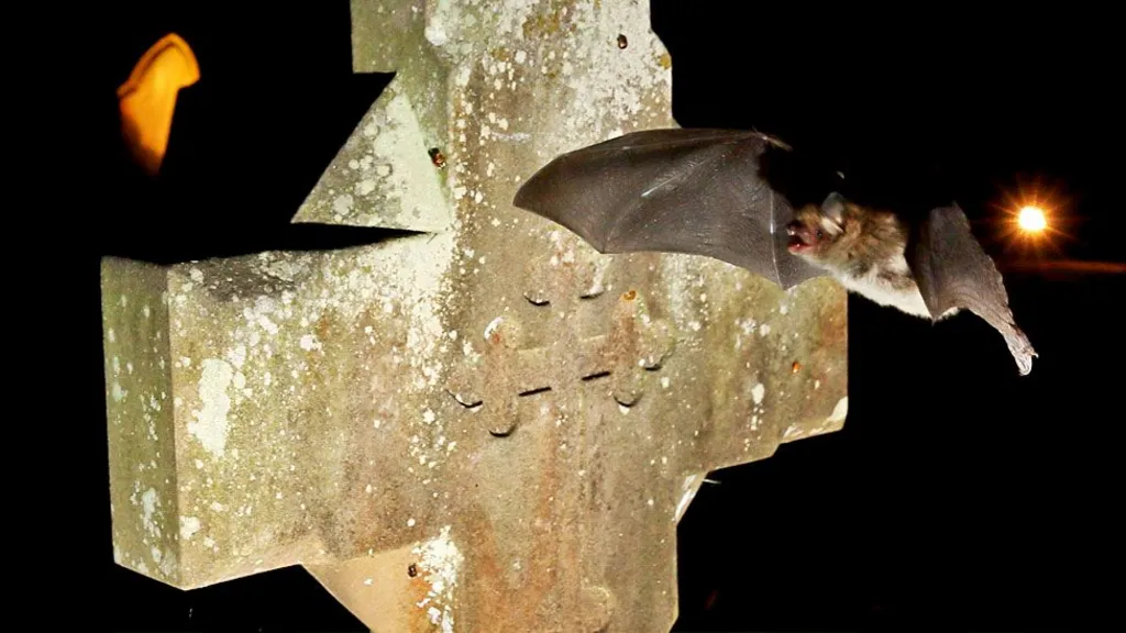 Bats seek refuge in churches, causing damage and disruption
