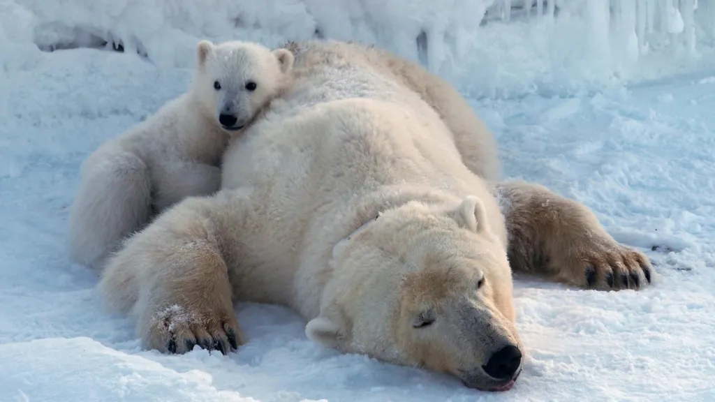 Norwegian polar bears thrive despite ice loss, study finds