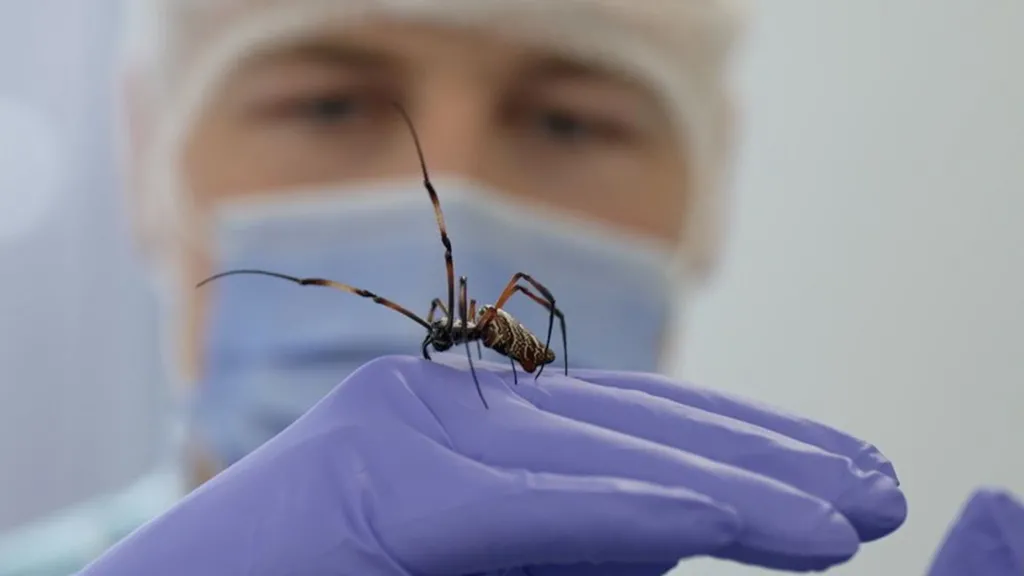 Scientists explore potential of spider silk in nerve repair