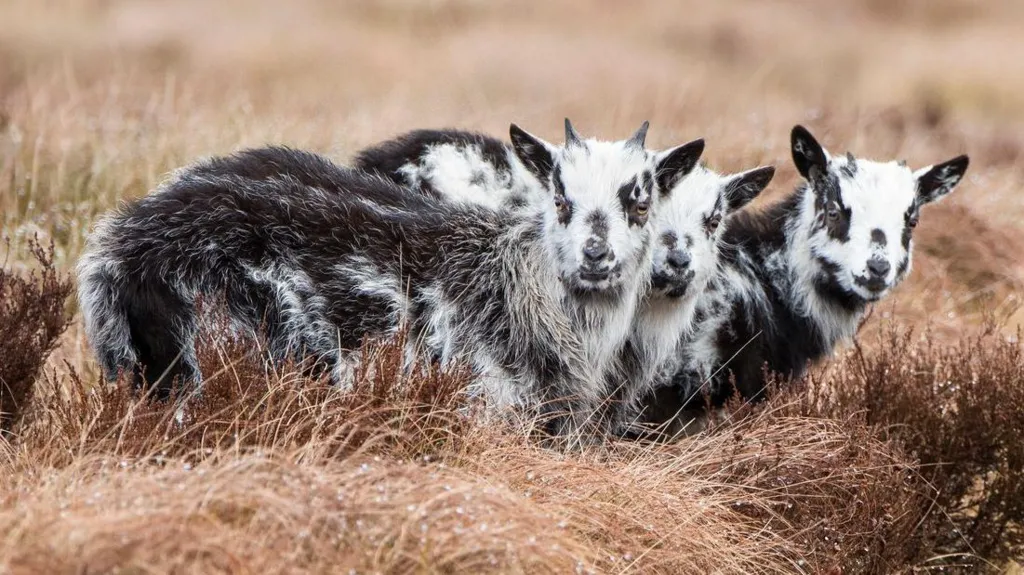 MSPs consider protected status for ancient breed of goats