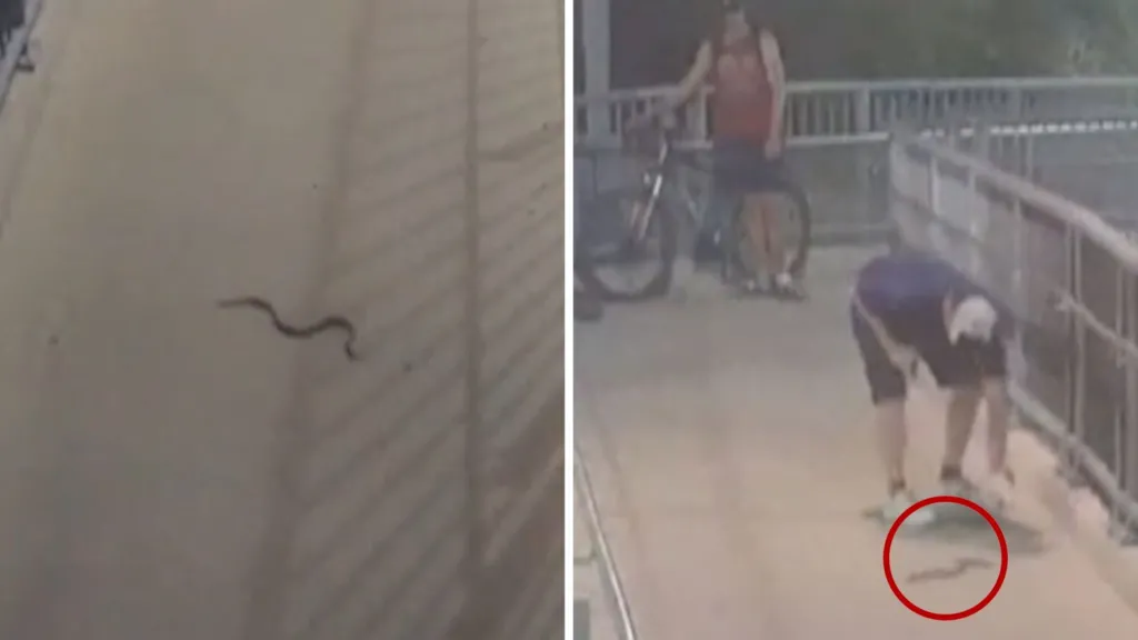 Commuters in Sydney startled by snake at train station