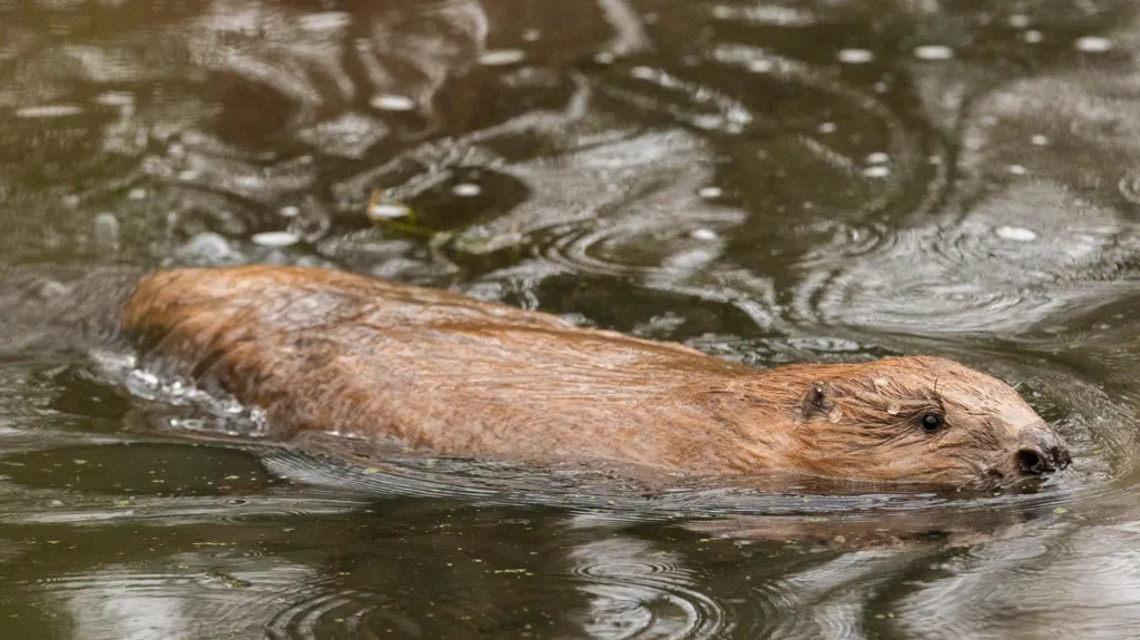 Beavers released into wild to aid in environmental engineering