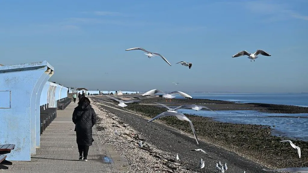 Canvey Island Foreshore, Essex. A woman wearing a winter coat walks among seagulls.