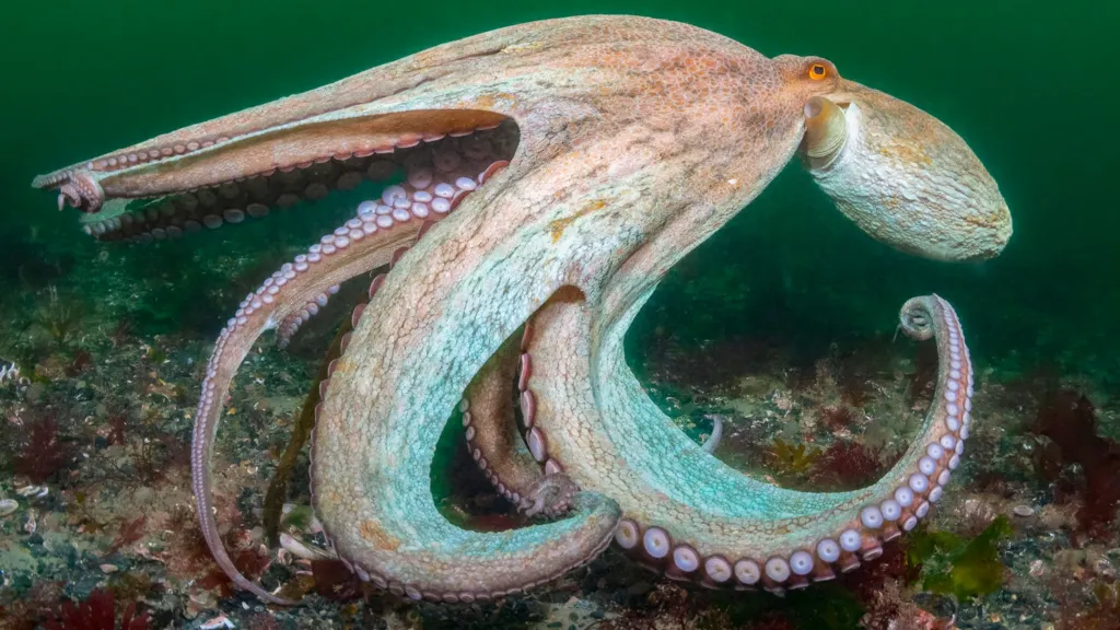 UK octopus numbers surge to record highs due to warmer seas