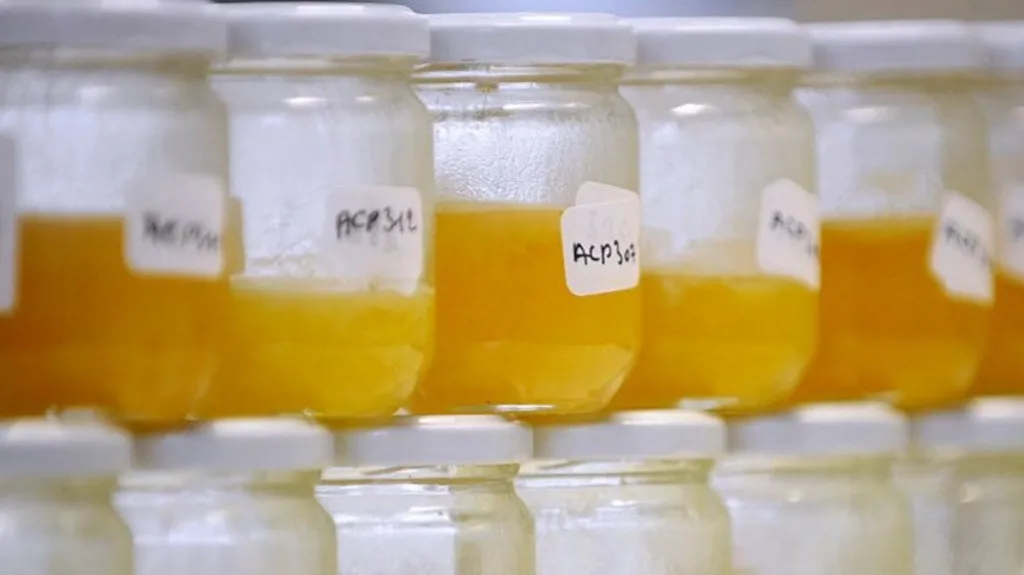 Food Fraud Persists Despite Advances in Technology